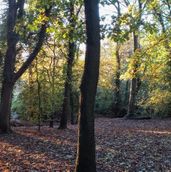 Autumnal Beanhill Wood